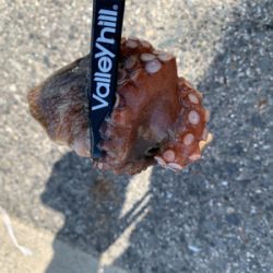 暑いけど釣れた!