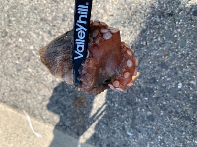 暑いけど釣れた!