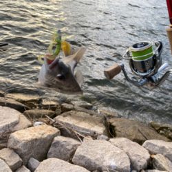 チニング  チビ連発