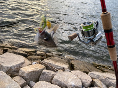 チニング  チビ連発