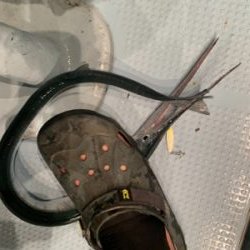 若狭湾イカメタル