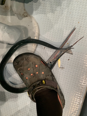 若狭湾イカメタル