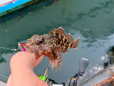 マイクロ岸ジギ