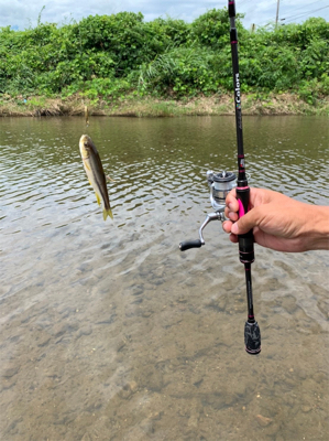 川でスプーンでカワムツ釣り