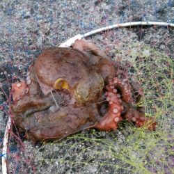 キス狙ってたらまさかのタコ タコの神様ありがとう