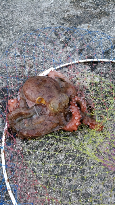 キス狙ってたらまさかのタコ タコの神様ありがとう