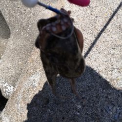 タコはシーズン終了か?