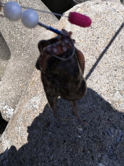 タコはシーズン終了か?