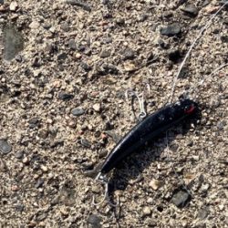 簡単な釣り方で釣れる　初心者のマゴチフィッシング