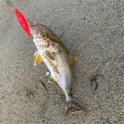 朝マズメで初ヒラメ！