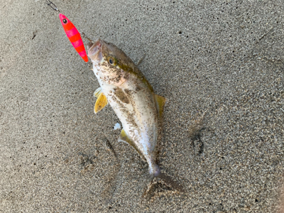 朝マズメで初ヒラメ！