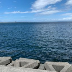 タコは裏切らない！