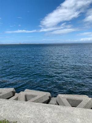 タコは裏切らない！