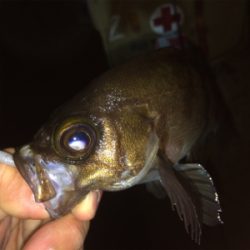 久しぶりのアジング