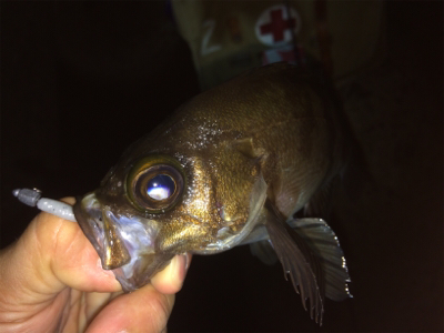 久しぶりのアジング