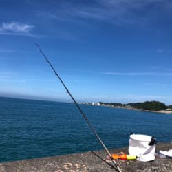 カゴ釣りでヘダイ