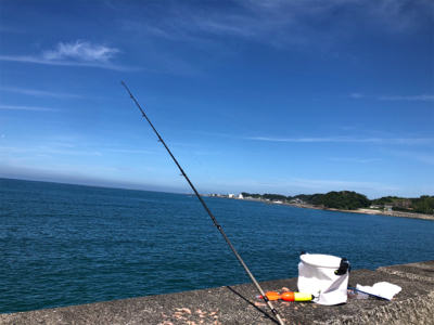 カゴ釣りでヘダイ