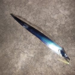 200810タチウオワインド好調