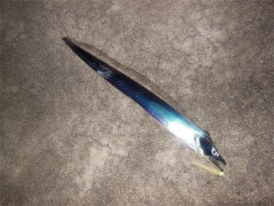 200810タチウオワインド好調