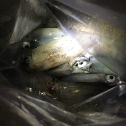 ケンサキエギング