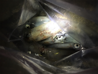 ケンサキエギング