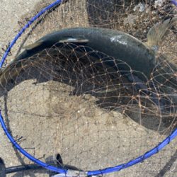 ダンゴでチビチヌ