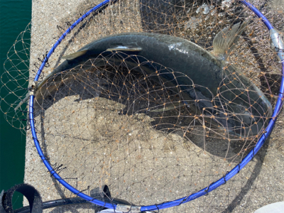 ダンゴでチビチヌ