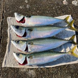 サバ・鯖・サバ・鯖