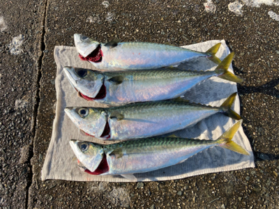 サバ・鯖・サバ・鯖