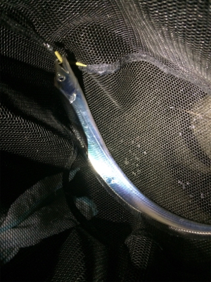 アジングに刀のおまけ付き笑