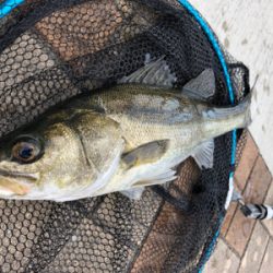 エビ撒き　アタリ多い