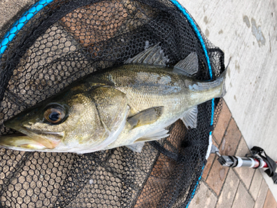 エビ撒き　アタリ多い