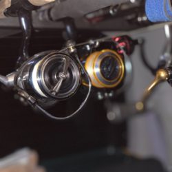 最近シャローばっか!