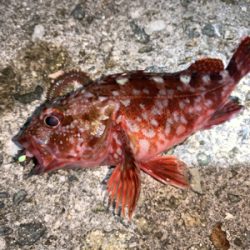 ガッシー&サバー ②