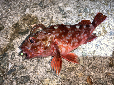 ガッシー&サバー ②