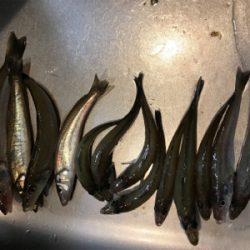 キス釣り2日目❗️