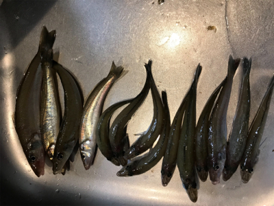 キス釣り2日目❗️