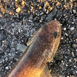 夏タチ釣れました