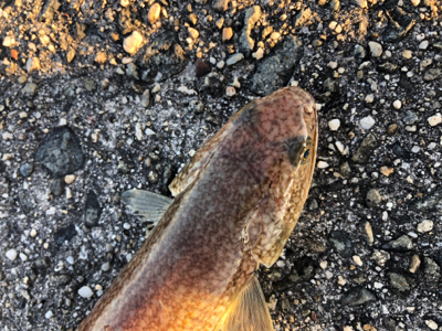 夏タチ釣れました