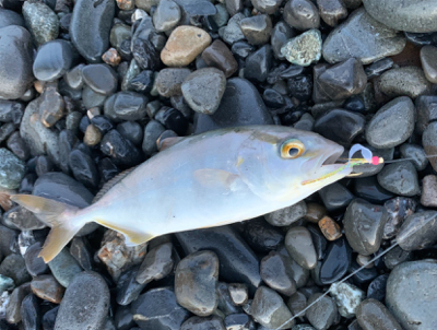 サイズが小さい