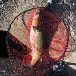 波止グレ楽しくて難しい