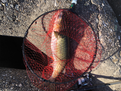 波止グレ楽しくて難しい