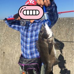 落とし込み チヌ