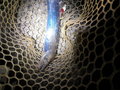 太刀魚シーズンイン