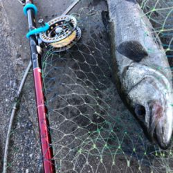 【ヘチ釣り】三重県霞埠頭にて良型チヌ2尾