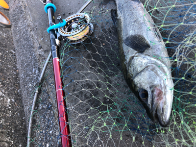 【ヘチ釣り】三重県霞埠頭にて良型チヌ2尾
