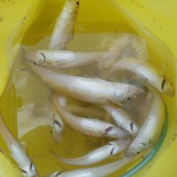 五目まであと1匹！