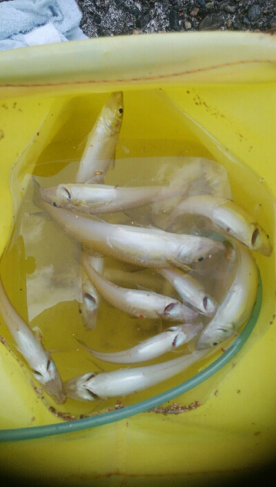 五目まであと1匹！