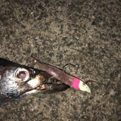 200815タチウオワインド