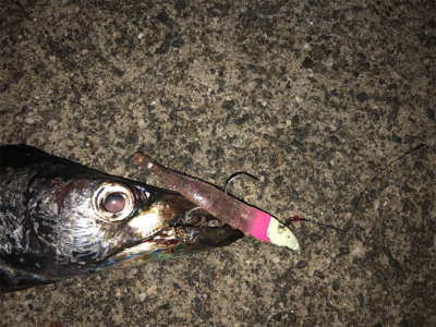 200815タチウオワインド